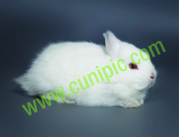 Conejo Toy Albino